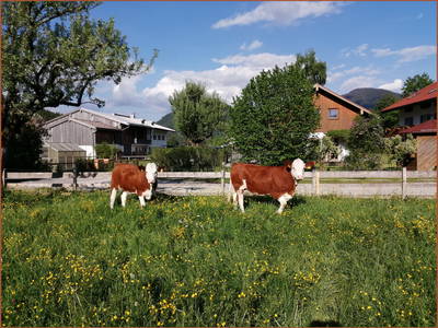 Bild 24 aus  Lettnerhof