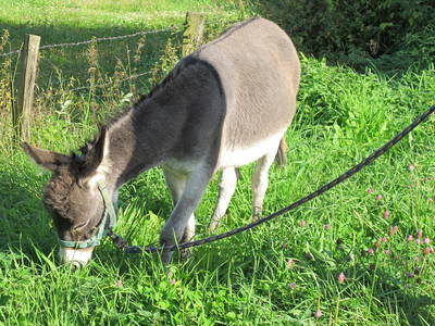 Bild 41 aus  Ferienhof Pulte