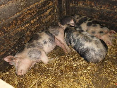 Bild 26 aus  Ommen Ferienhof