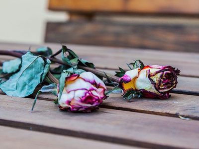 Bild 15 aus  Winzerhof Wiedemann