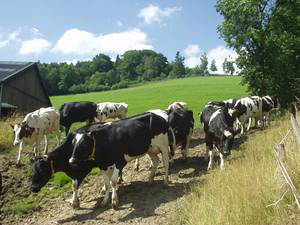 Bild 17 aus  Ferienhof  am Hennesee