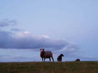 Bild 35 aus  Urlaub bei Familie Schmidt in Wippendorf