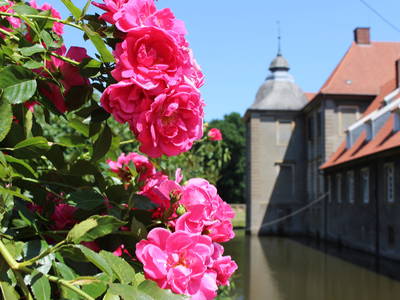Rosen und Blick aufs Haus