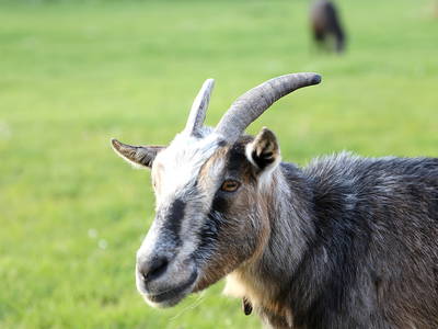 Bild 9 aus  Hofbude Fehmarn