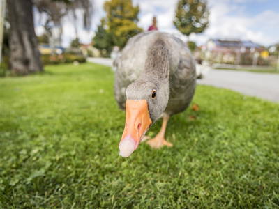 Bild 35 aus  Urlaub am Regen - Biobauernhof Dirnberger