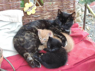 Bild 45 aus  Auf'm Reifnhof: Ihr Kreativhof am Simssee im Chiemgau