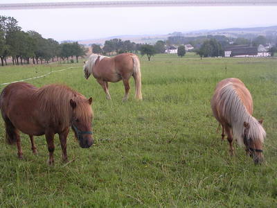 Bild 14 aus  Hof Kaltofen