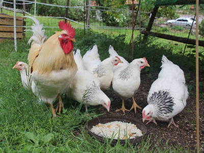 Bild 6 aus  Hasenhof