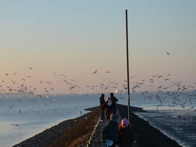 Bild 18 aus  WindWeiteWattenmeer Ferien in Tossens