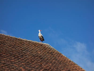 Storch auf Biberschwanzdach