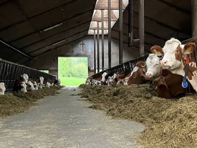 Bild 20 aus  Ferienwohnungen "Zum Baur" - Walser