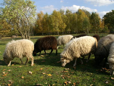 Bild 27 aus  Erlenhof im Oderbruch - Rund ums Schaf