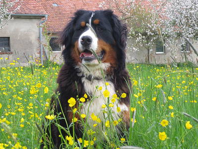 Bild 14 aus  Ferienhof Neudeck