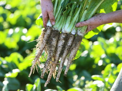 Bild 29 aus  Nordlichter