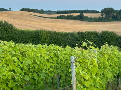 Unser Weinberg mit 8ha und 35 Grad-Neigungswinkel