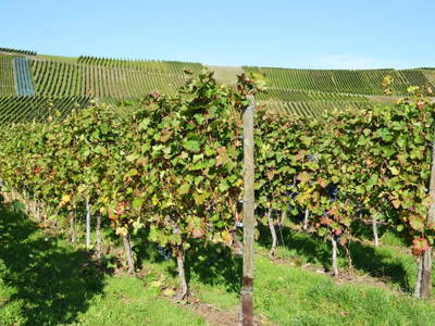 Bild 12 aus  Ferienwohnung Weingut Mathy Schanz