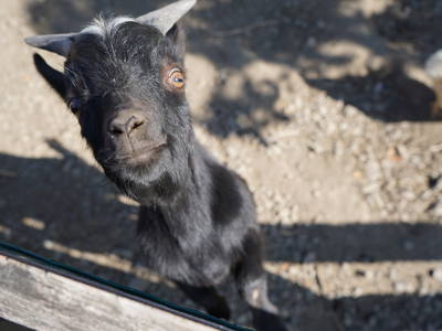 Bild 17 aus  Wiesenberghof