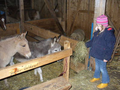 Bild 15 aus  LandSelection Märchen-Kinderbauernhof Ponyhof  -  Weidelshof                    Kassel-Edersee-Berge