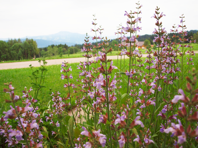 Bild 20 aus  Bio-Bauernhof Holzer