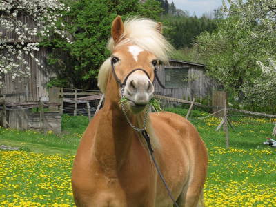 Tiere am Hasenhof Schraml