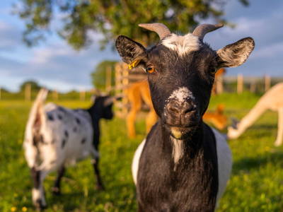 Bild 16 aus  Ferienwohnungen Wagner
