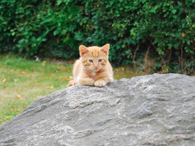 Bild 20 aus  Ahoi Ostsee:  Bauernhof und OstseeUrlaub - Ferienhof Becker in Dahme