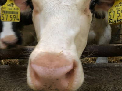 Bild 5 aus  Eschenhof