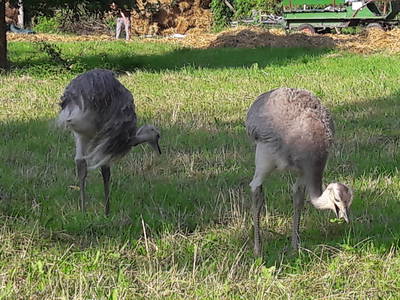 in der Nähe kann man mit etwas Glück frei lebende Nandus beobachten