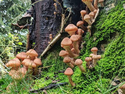 Bild 14 aus  Victorhof Ferienwohnungen