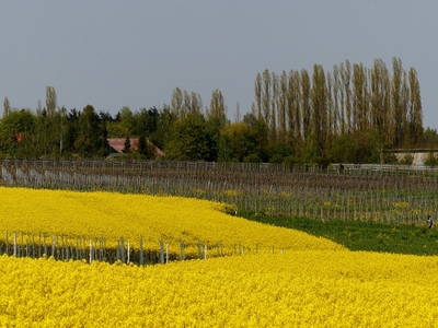 Bild 27 aus  Weingut Butzbach