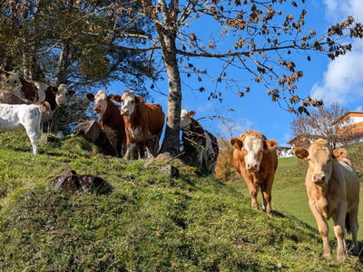Bild 32 aus  Familienparadies Oberhasenberghof