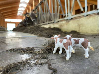 Bild 9 aus  Idyllischer Stellplatz im Westallgäu