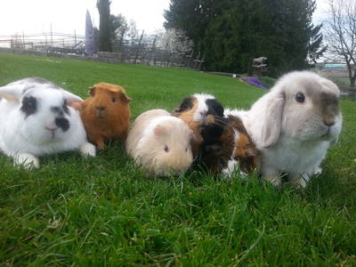 Bild 26 aus  Obst- und Ferienhof Gomeringer