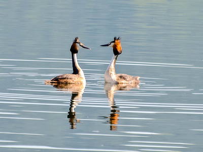 Haubentaucher-Ferienhaus-Baumhaus-Wesertal-Auenlandschaft-Hohenrode-Foto: Kathy Büscher
