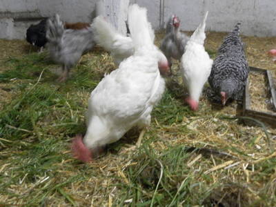 Bild 6 aus  Ferienhof Romberg