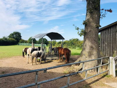 Bild 7 aus  Ferienhof Sell Bauernhofurlaub Ostsee Ponys