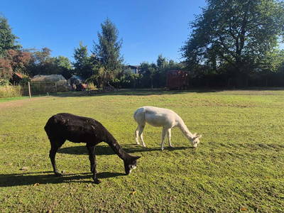 Bild 11 aus  Alpakas am Schloss