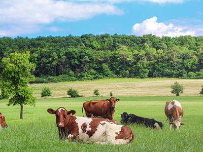 Bild 45 aus  Landgasthaus Hoffmann