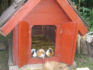 Bild 11 aus  Ferienhof Süllwold