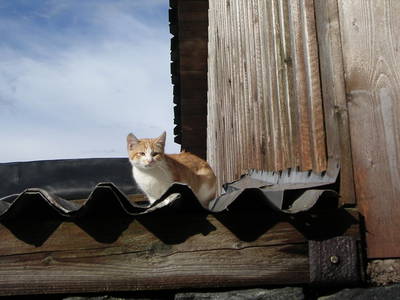 Bild 16 aus  Hof Kaltofen