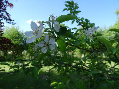 Bild 36 aus  Ferienhof Ostarle