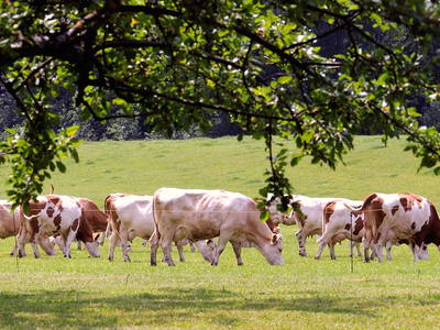 Unsere Kühe auf der Weide
