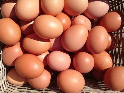 Bild 15 aus  Ferienhof Kruse