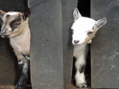 Bild 14 aus  LandSelection Landferienhof Garbert