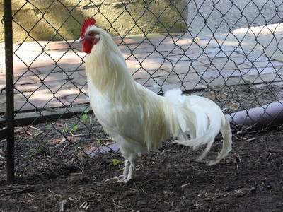 Bild 40 aus  Bauernhof Itzen