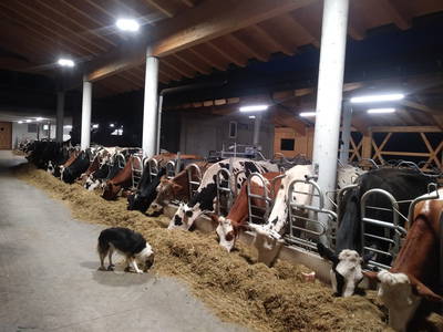 Bild 2 aus  Neu-Schötzerhof