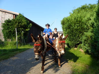 Bild 21 aus  Freizeit- und Ferienreiterhof Odenwald