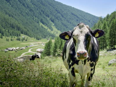 Bild 3 aus  Wieserhof