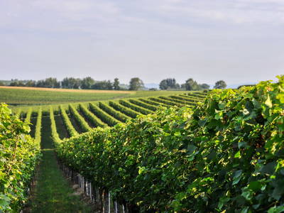 Bild 3 aus  Ferienhof Walter