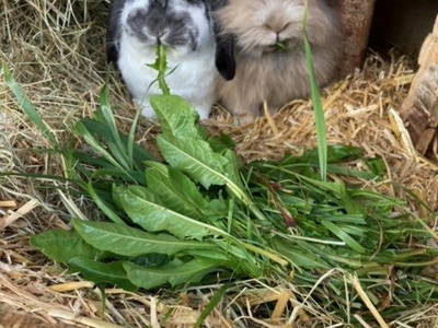 Bild 14 aus  Ferienwohnungen "Zum Baur" - Walser